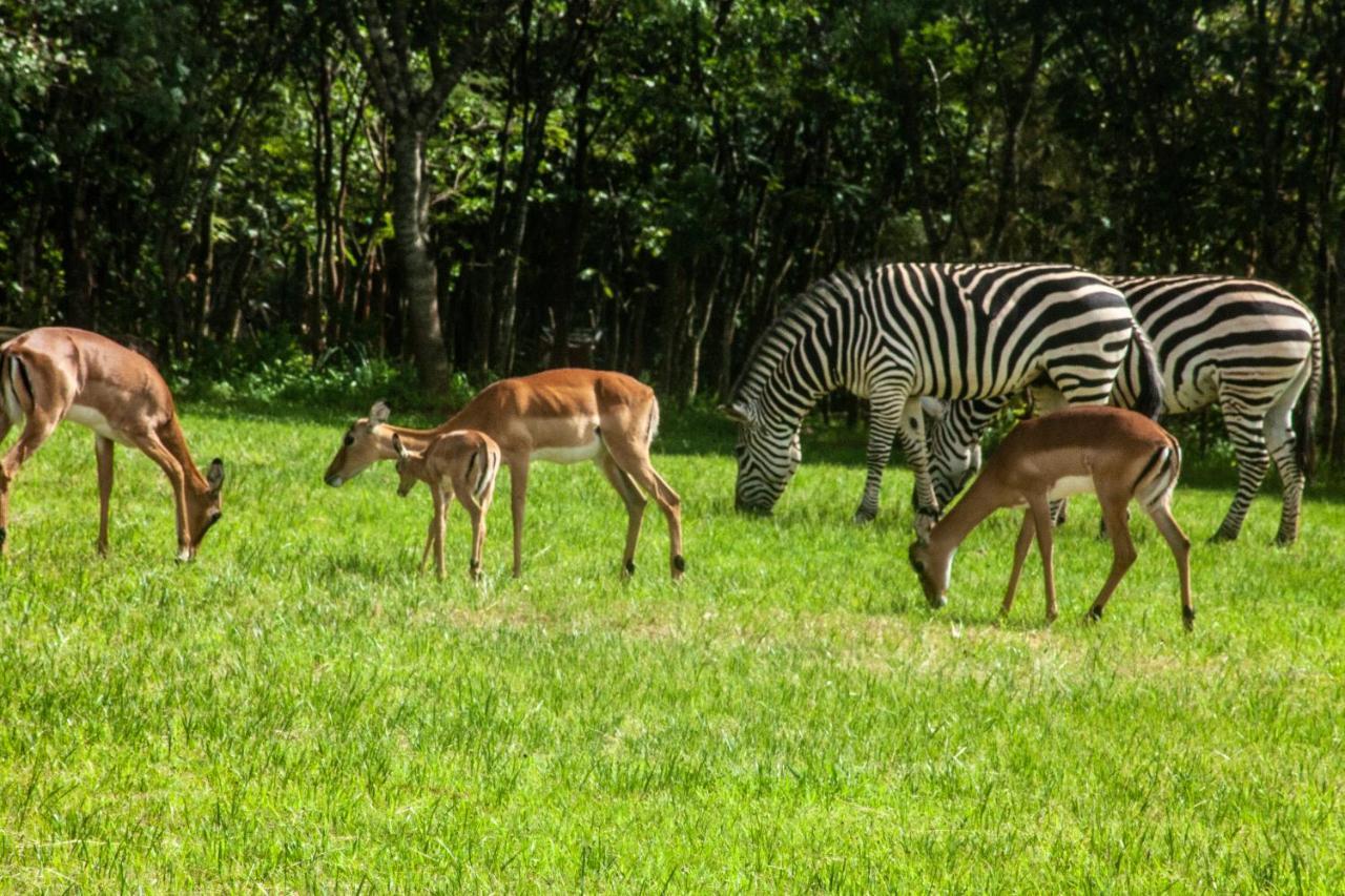 Dream Valley Park & Lodge Lusaka Kültér fotó